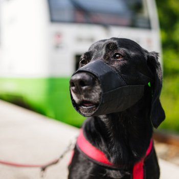 🌍 Welt-Hunde-Tag 🐾

Wir bei der Erfurter Bahn wissen, wie wichtig eure Vierbeiner sind und freuen uns, sie als treue Reisebegleiter an Bord zu haben.🚆🐶 Damit die Fahrt für alle angenehm bleibt, gibt’s ein paar einfache Regeln: Hunde, die nicht in...